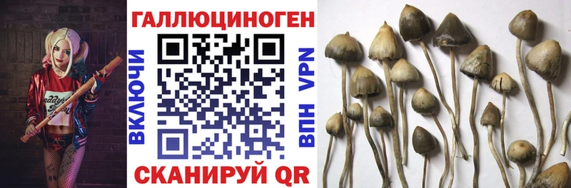 Галлюциногенные грибы мицелий  Купить закладки  Циолковский 